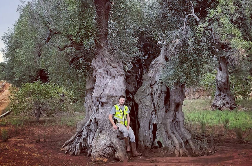 Francesco e la lotta contro la Xylella